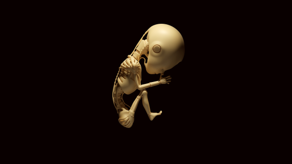 A model of a baby skeleton in the fetal position, meant to depict baby AI